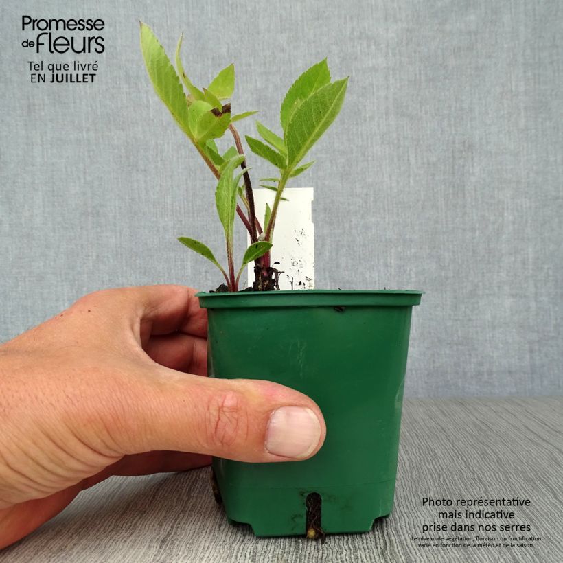 Spécimen de Cephalaria gigantea - Scabieuse géante Godet de 8/9 cm tel que livré en été