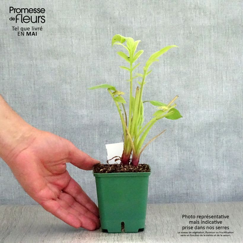 Spécimen de Cephalaria gigantea - Scabieuse géante Godet de 8/9cm tel que livré au printemps