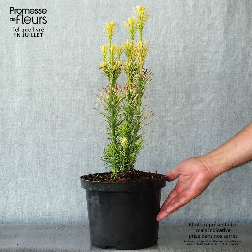 Spécimen de Cephalotaxus harringtonia Korean Gold - Pin japonais à queue de vache        Pot de 2L/3L tel que livré en été