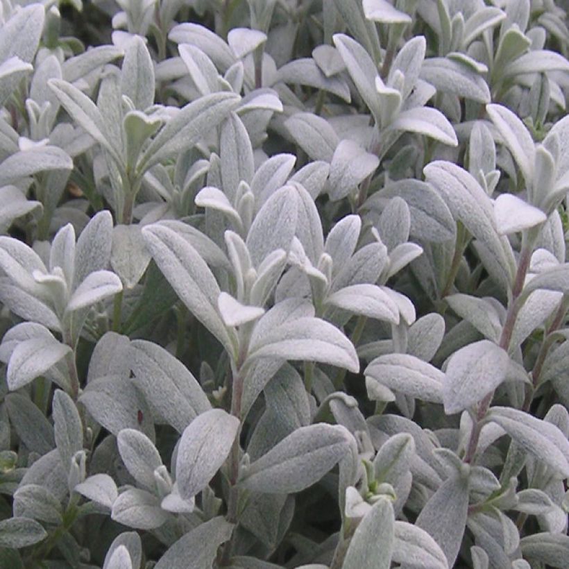 Cerastium biebersteinii - Oreille de souris  (Feuillage)