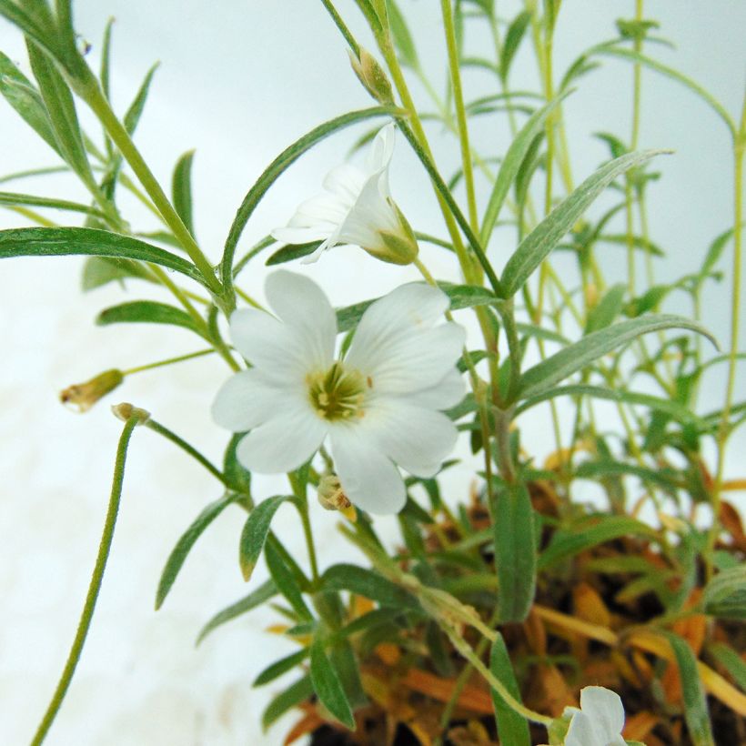 Cerastium biebersteinii - Oreille de souris  (Floraison)