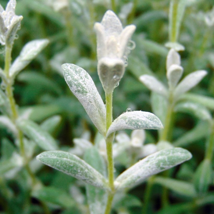 Cerastium tomentosum Yo Yo - Oreille de souris (Feuillage)