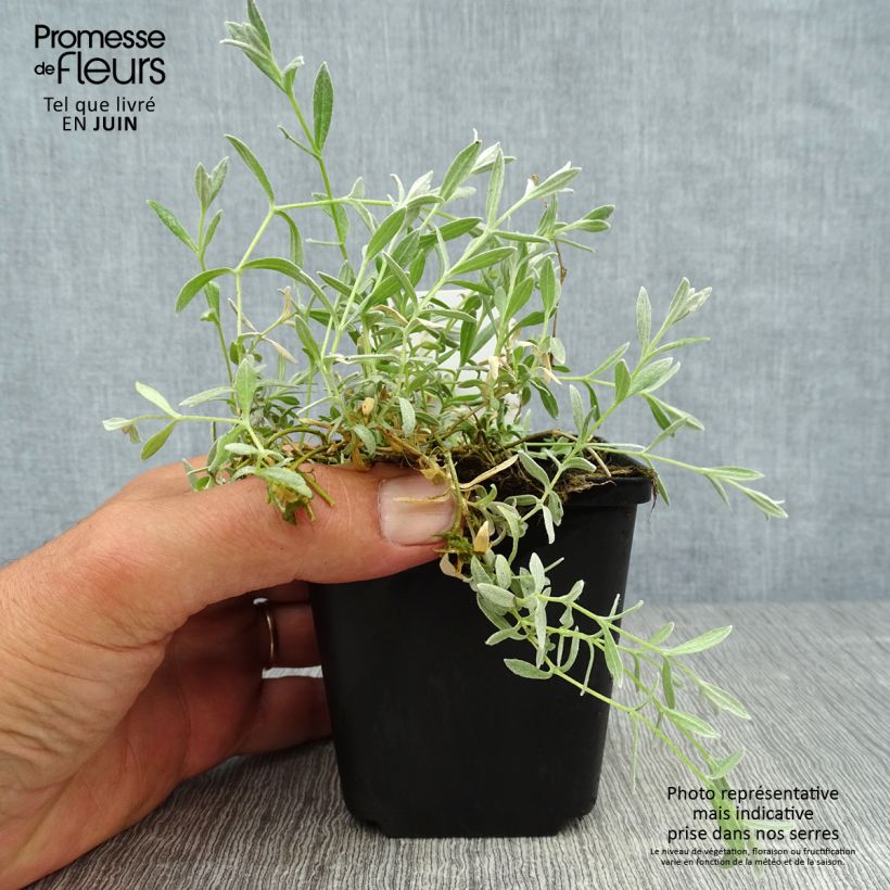 Spécimen de Cerastium tomentosum Yo Yo - Oreille de souris Godet de 8/9 cm tel que livré en été