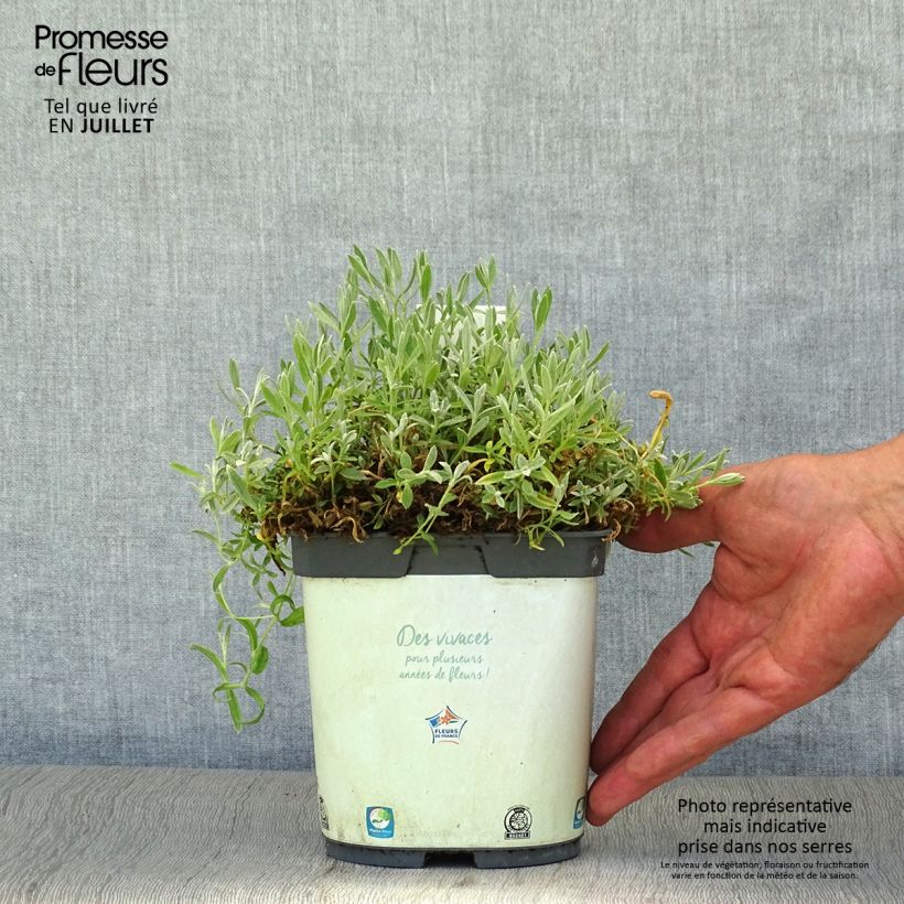 Spécimen de Cerastium tomentosum Yo Yo - Oreille de souris Pot de 2L/3L tel que livré en été