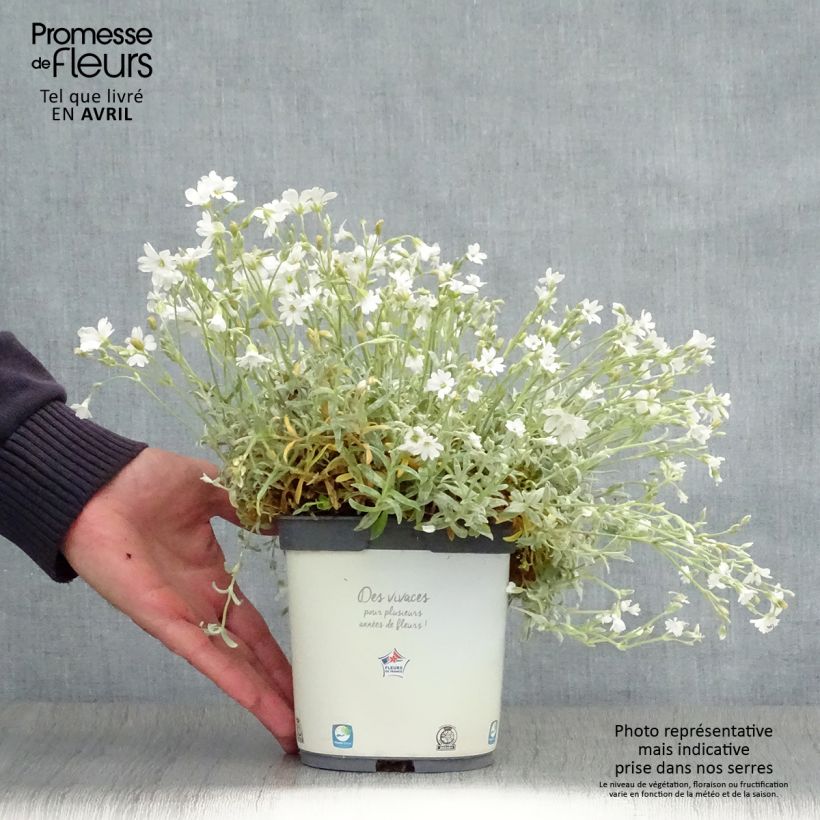 Spécimen de Cerastium tomentosum Yo Yo - Oreille de souris en pot de 2/3L tel que livré au printemps