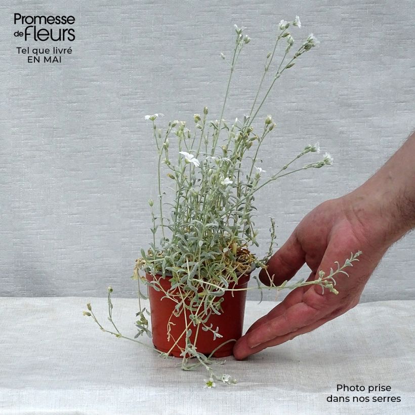 Spécimen de Cerastium tomentosum Yo Yo - Oreille de souris en godet de 9 cm tel que livré au printemps