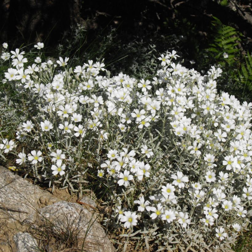 Cerastium tomentosum Yo Yo - Oreille de souris (Port)