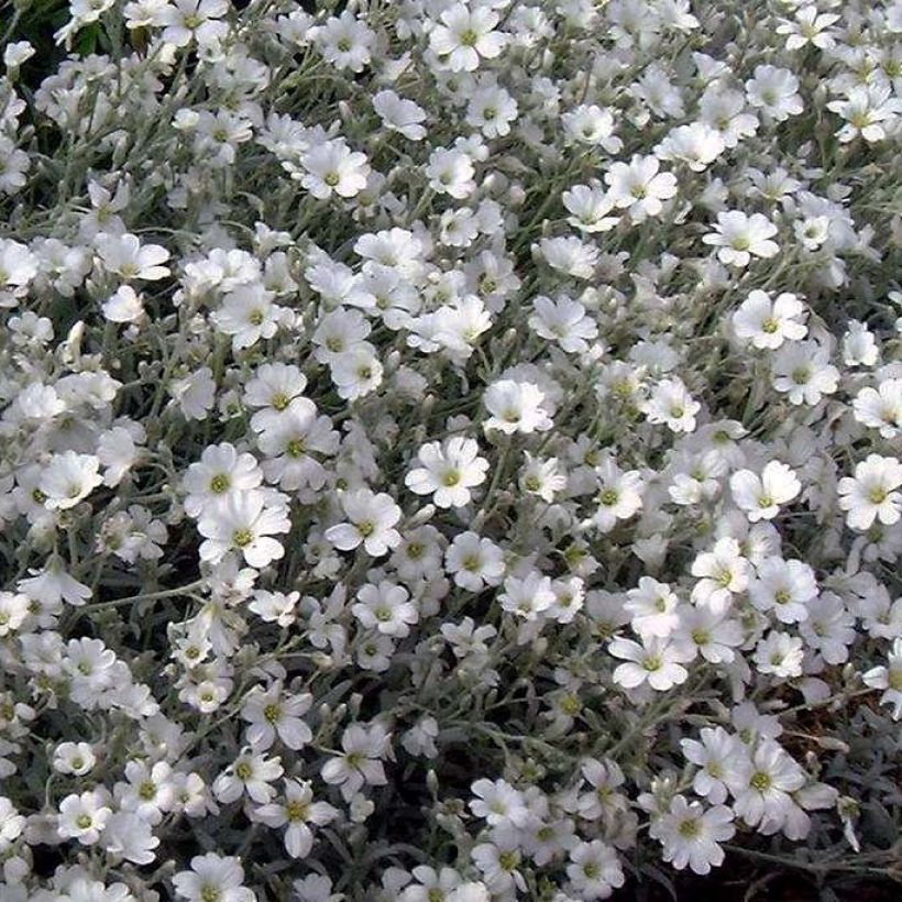 Cerastium tomentosum var. columnae - Oreille de souris - Céraiste Columnae (Floraison)