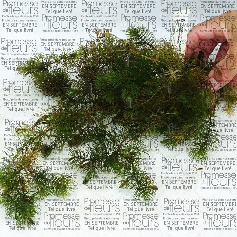 Exemple de spécimen de Ceratophyllum demersum - Cornifle nageant  Boîte tel que livré