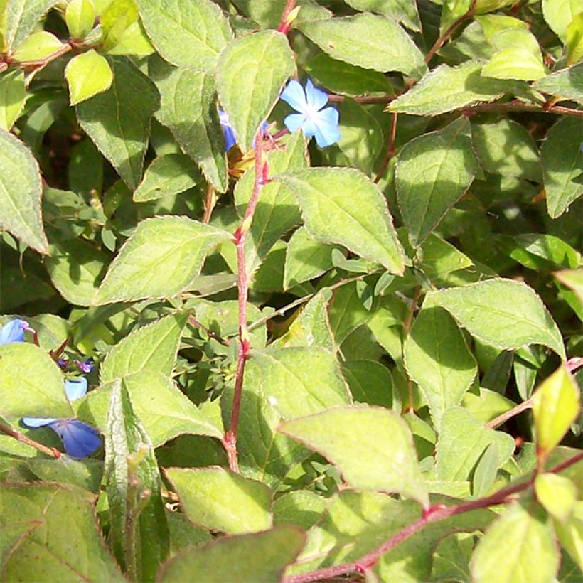 Ceratostigma griffithii, Dentelaire (Feuillage)