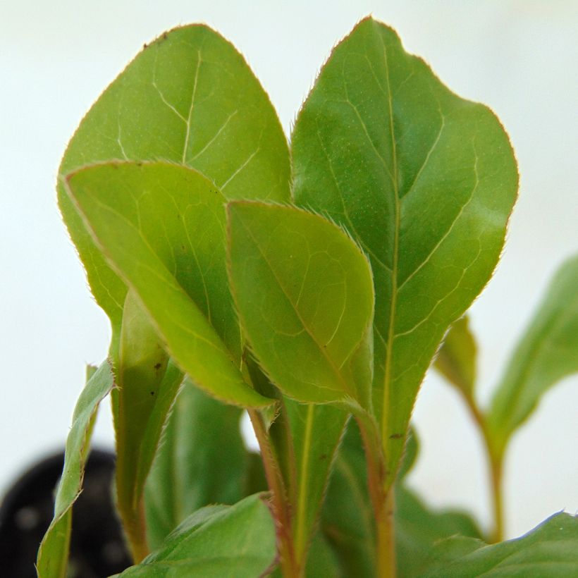 Ceratostigma plumbaginoïdes - Dentelaire (Feuillage)