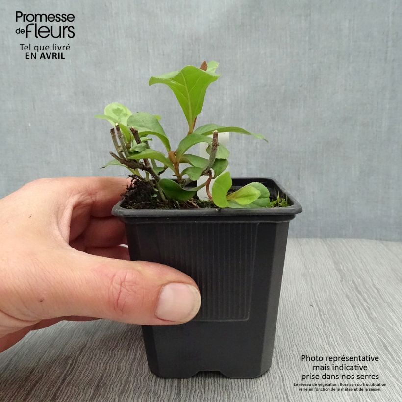 Spécimen de Ceratostigma plumbaginoïdes - Dentelaire en godet de 8 cm tel que livré au printemps