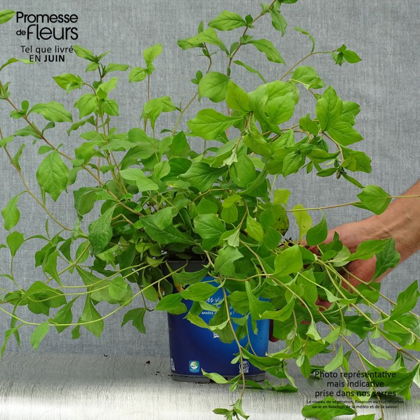 Spécimen de Ceratostigma plumbaginoïdes - Dentelaire Pot de 2L/3L tel que livré en été