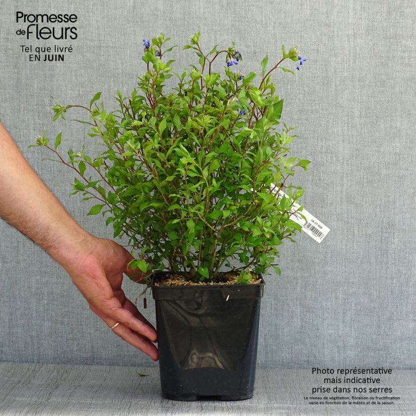 Spécimen de Ceratostigma willmottianum Forest Blue - Plumbago de Willmott Pot de 2L/3L tel que livré en été