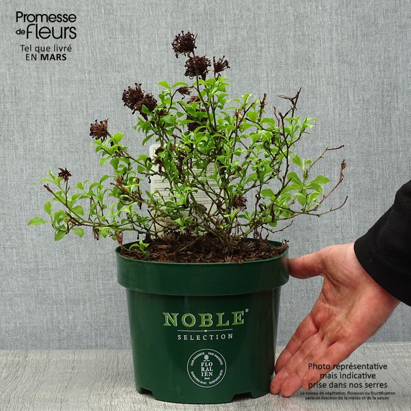 Spécimen de Ceratostigma willmottianum Forest Blue - Plumbago de Willmott Pot de 2L/3LHauteur livrée env. 20/30cm tel que livré au printemps