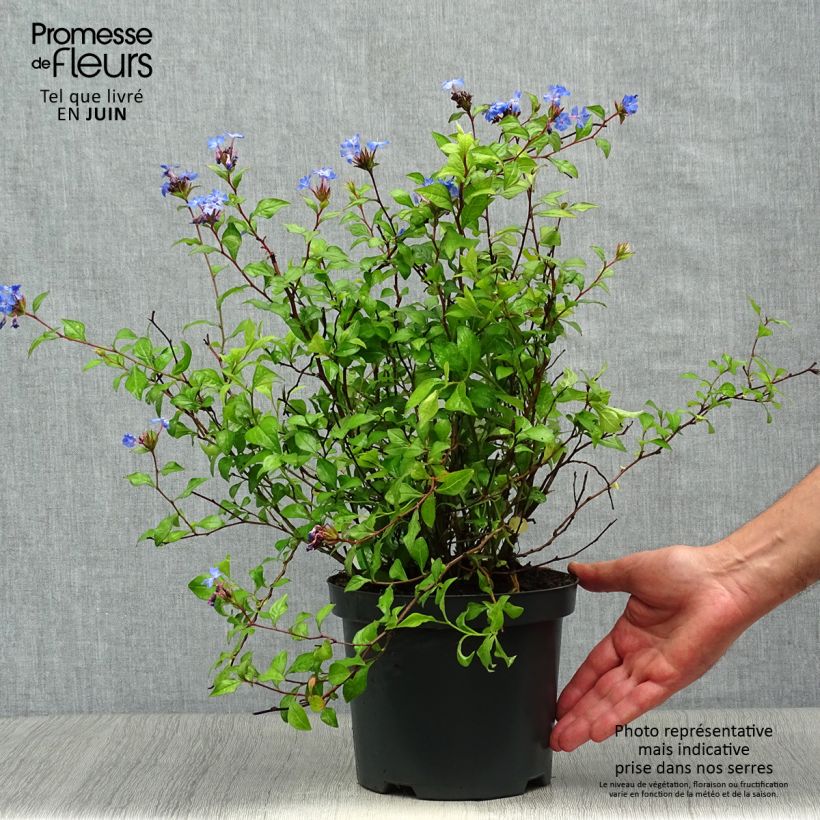 Spécimen de Ceratostigma willmottianum - Dentelaire Pot de 2L/3L tel que livré en été