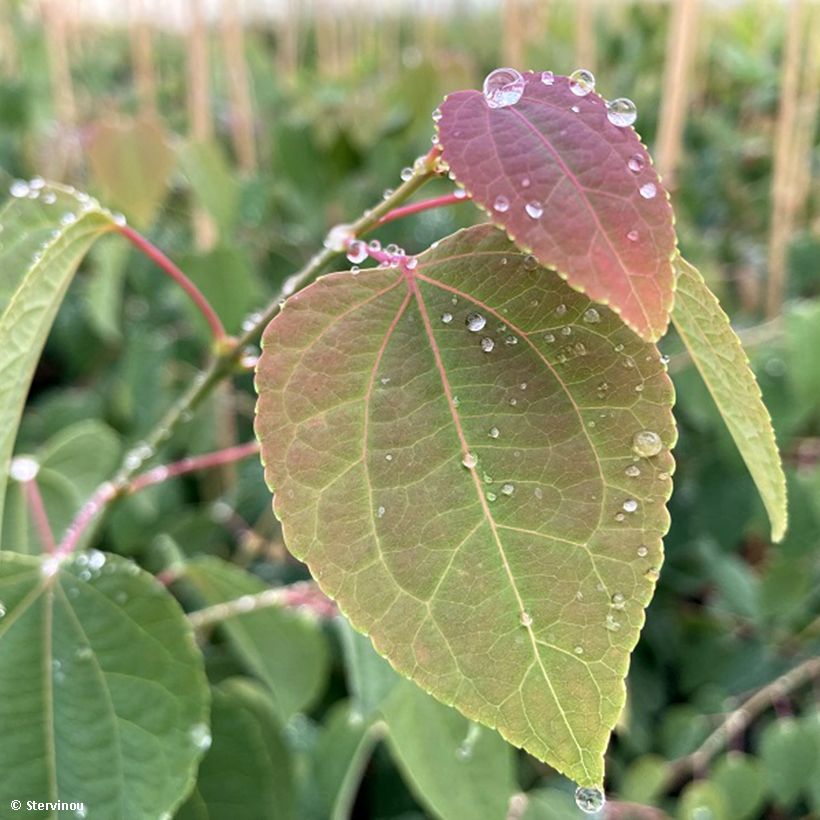 Cercidiphyllum japonicum Glowball - Arbre à caramel  (Feuillage)