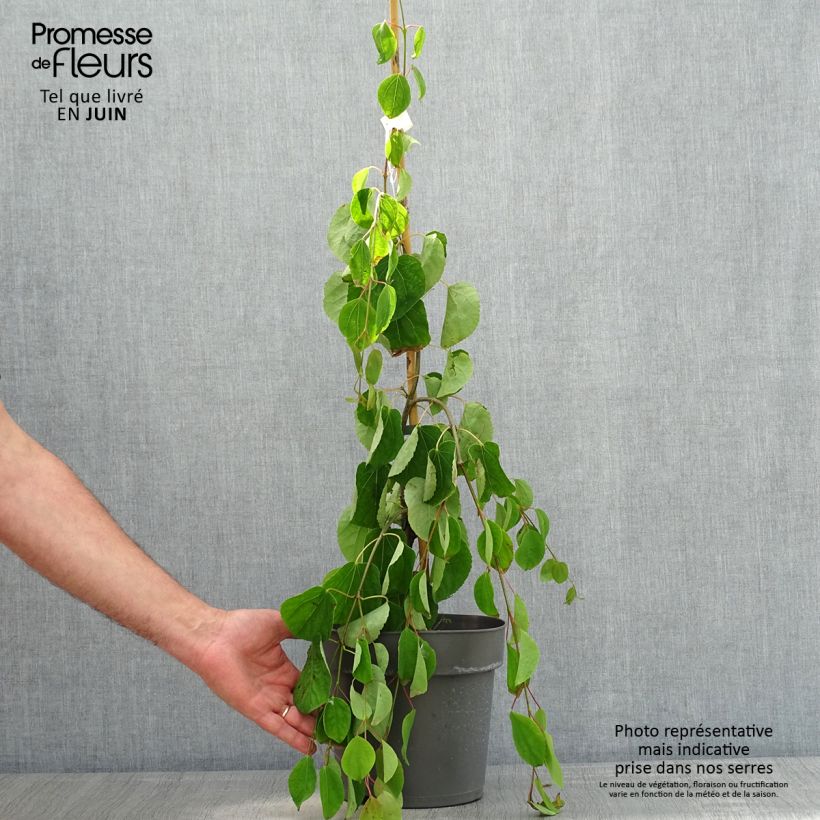 Spécimen de Cercidiphyllum japonicum Pendulum - Arbre à caramel Pot de 4L/5LHauteur livrée env. 125/150cm tel que livré au printemps
