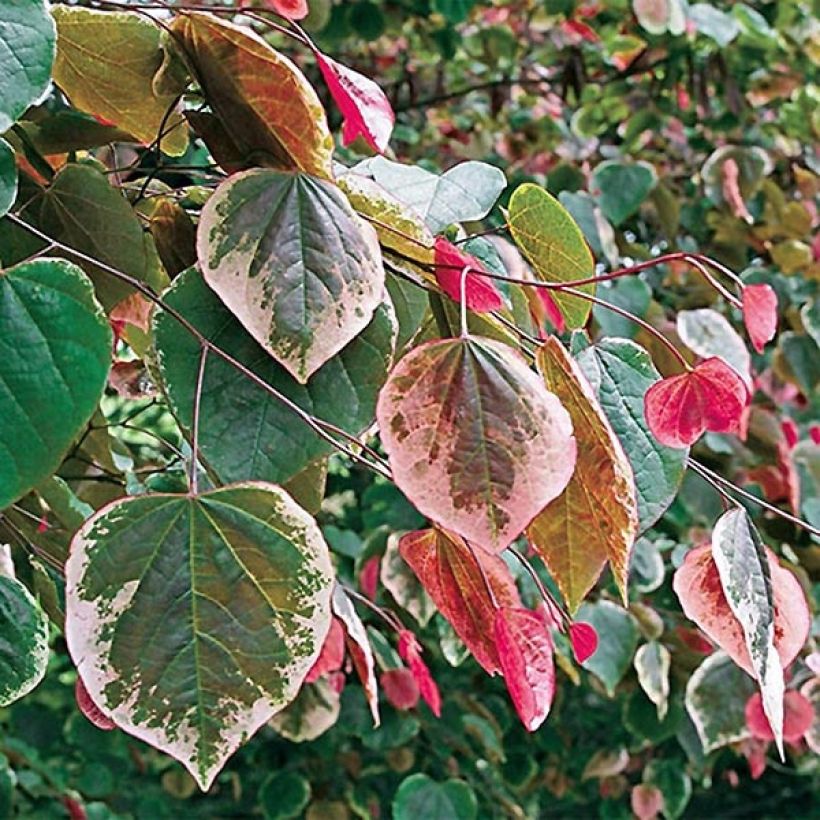 Cercis Carolina Sweetheart - Gainier du Canada panaché (Feuillage)