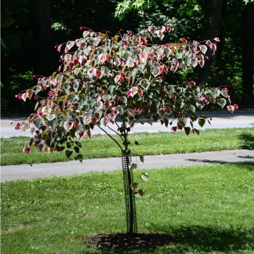 Cercis Carolina Sweetheart - Gainier du Canada panaché (Port)