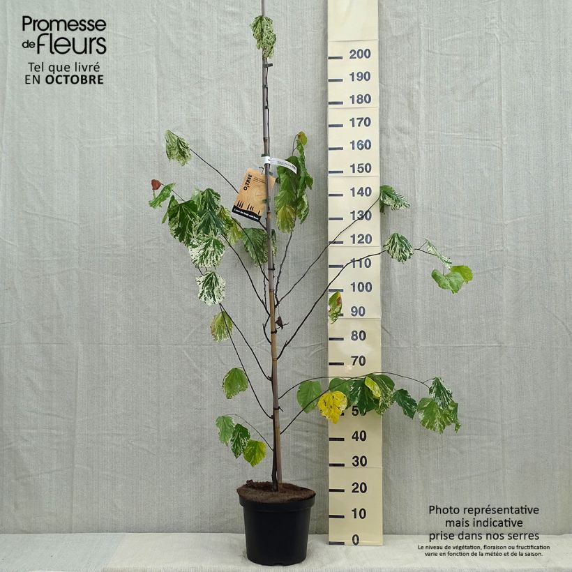 Spécimen de Cercis canadensis Alley Cat - Gainier du Canada  Pot de 6L/7L tel que livré en automne