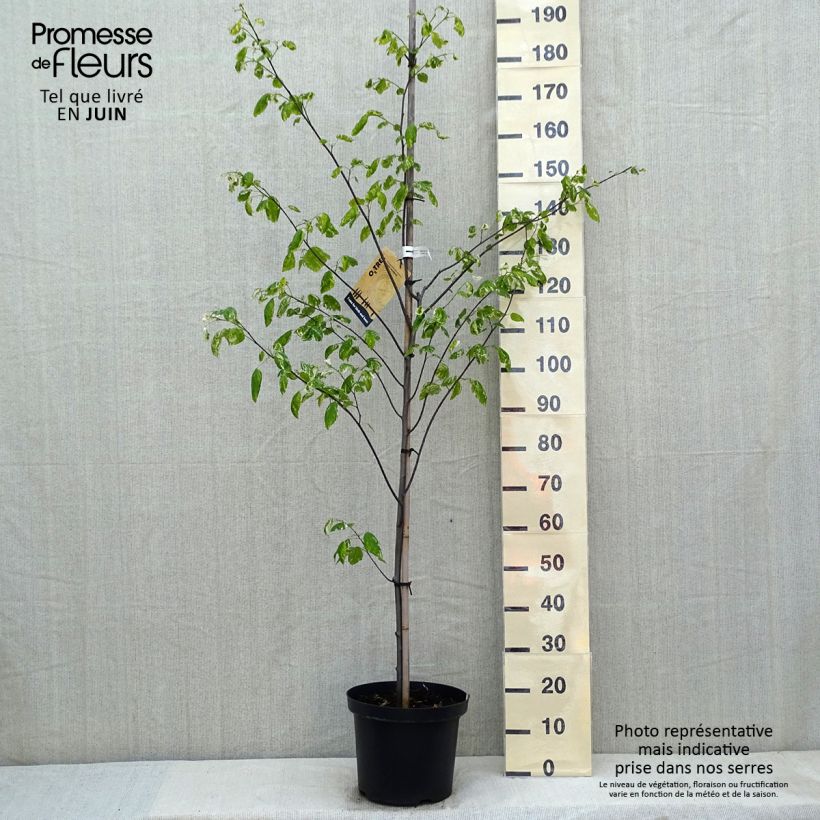 Spécimen de Cercis canadensis Alley Cat - Gainier du Canada  Pot de 7,5L/10L tel que livré au printemps