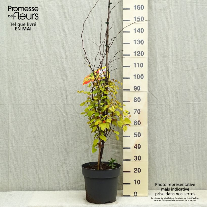 Spécimen de Cercis canadensis Eternal Flame - Gainier du Canada Pot de 16.5L tel que livré au printemps