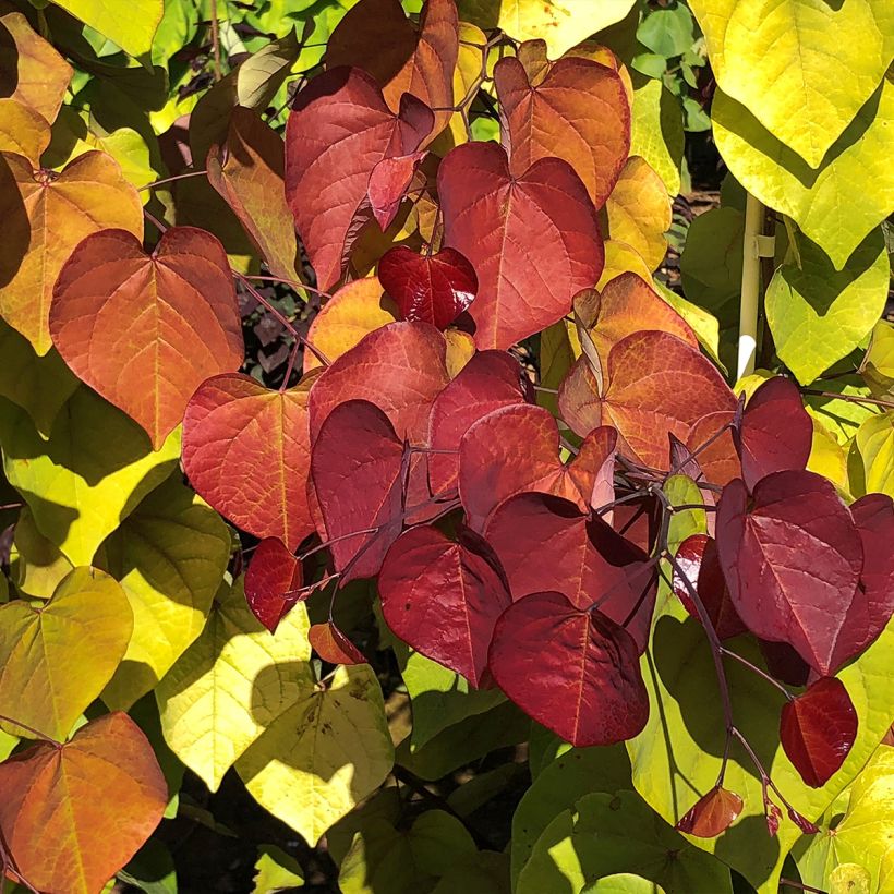 Cercis canadensis Eternal Flame - Gainier du Canada (Feuillage)