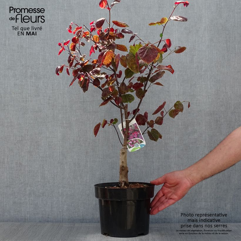 Spécimen de Cercis canadensis Forest Pansy - Arbre de Judée Pot de 4L/5LHauteur livrée env. 40/60cm tel que livré au printemps