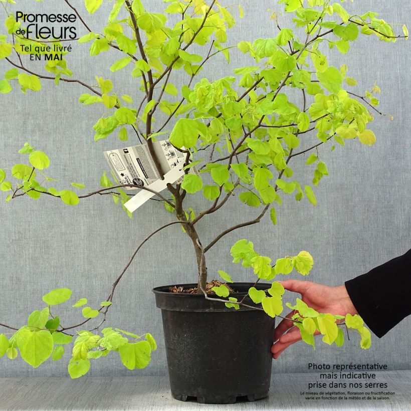 Spécimen de Cercis canadensis Hearts of Gold - Arbre de Judée doré Pot de 7,5L/10LHauteur livrée env. 60/80cm tel que livré au printemps