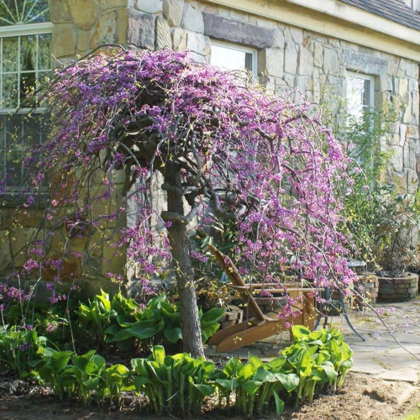 Cercis canadensis Lavender Twist - Gainier du Canada pleureur rose (Floraison)