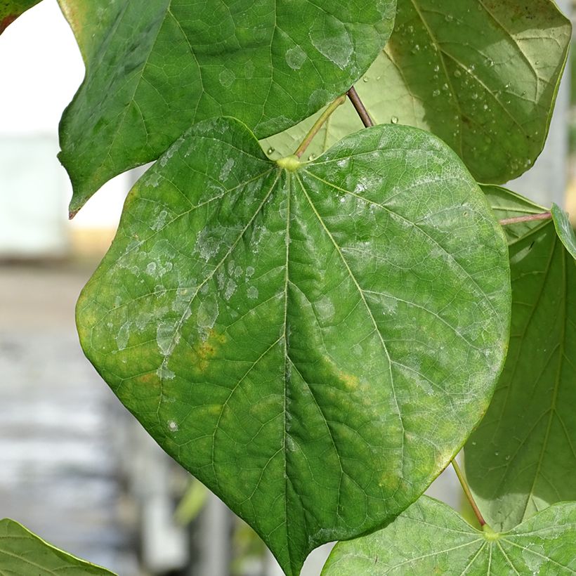 Cercis canadensis Lavender Twist - Gainier du Canada pleureur rose (Feuillage)