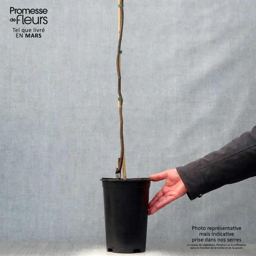 Spécimen de Cercis canadensis Lavender Twist - Gainier du Canada pleureur rose Pot de 4L/5LHauteur livrée env. 60/80cm tel que livré au printemps