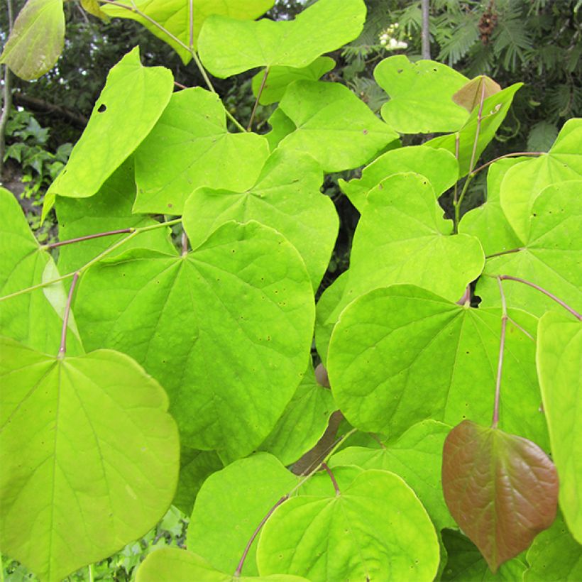 Cercis canadensis Melon Beauty - Arbre de Judée doré (Feuillage)