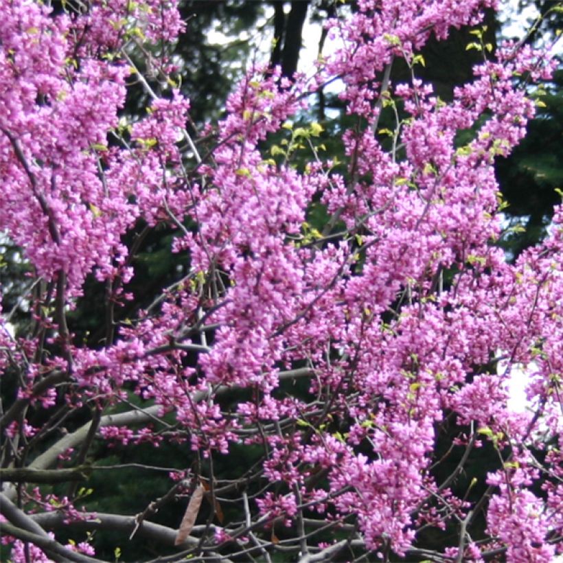 Cercis canadensis Melon Beauty - Arbre de Judée doré (Floraison)