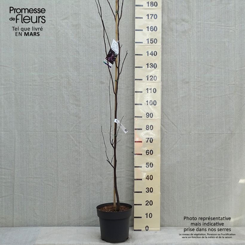 Spécimen de Cercis canadensis Merlot - Gainier du Canada  tel que livré en hiver