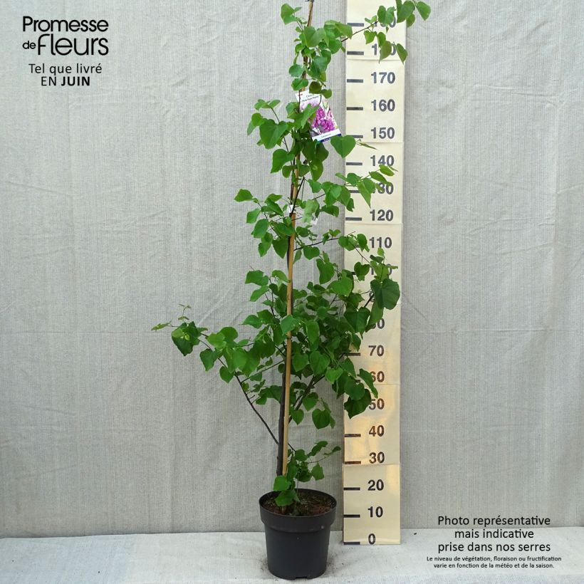 Example of Cercis canadensis Pink Pom Pom's - Gainier du Canada as you get in ete