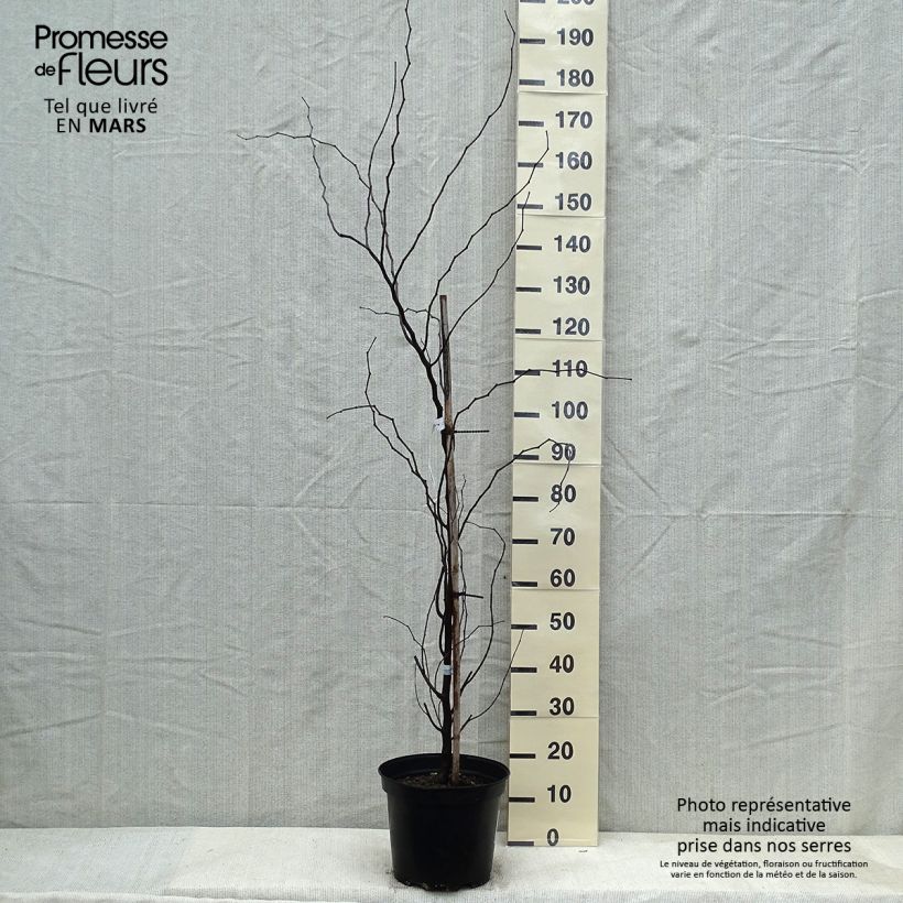 Spécimen de Cercis canadensis The Rising Sun - Gainier du Canada tel que livré en hiver