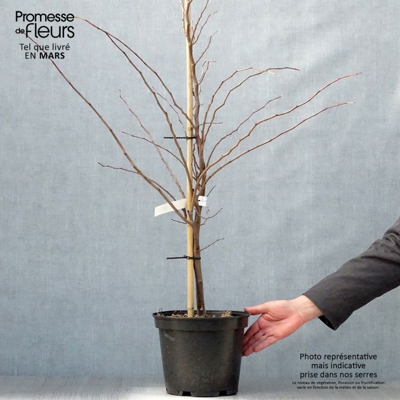 Spécimen de Cercis canadensis The Rising Sun - Gainier du Canada Pot de 7L tel que livré au printemps