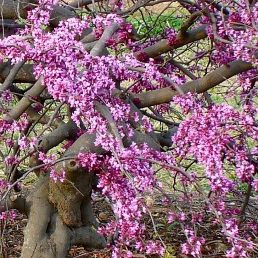 Cercis canadensis Traveller - Arbre de Judée (Floraison)