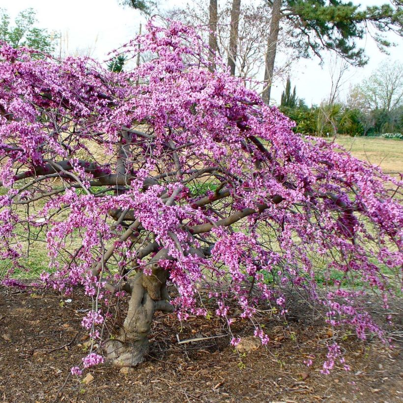 Cercis canadensis Traveller - Arbre de Judée (Port)