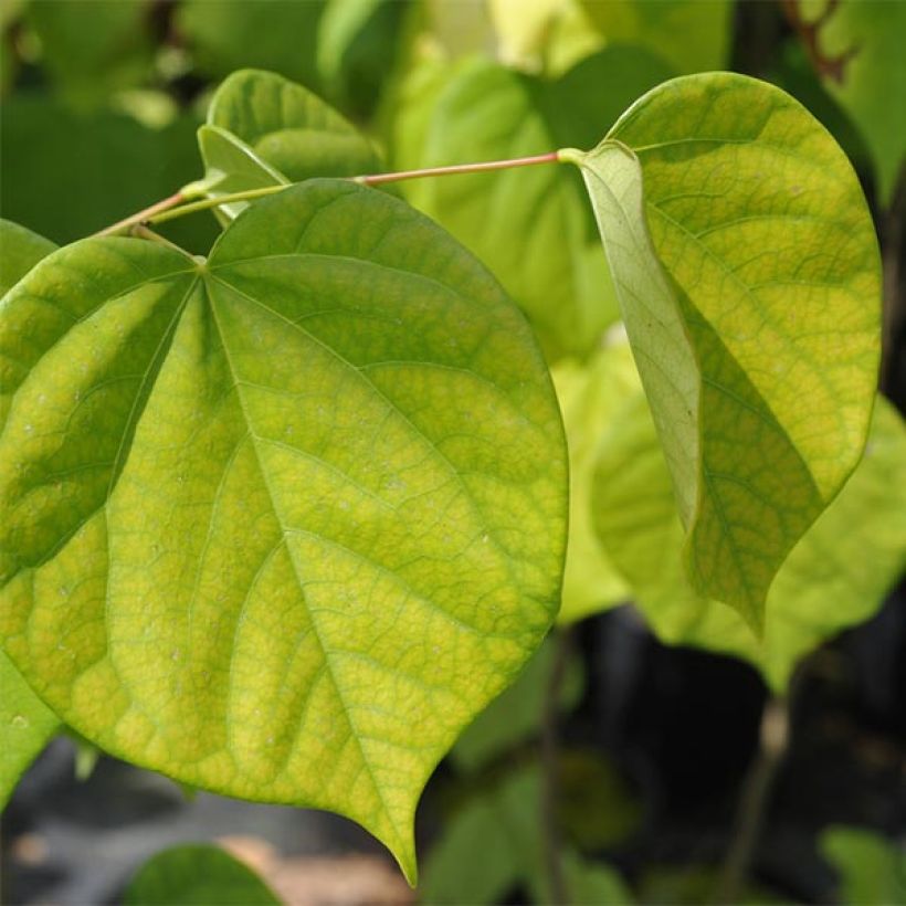 Cercis chinensis Avondale - Arbre de Judée (Feuillage)