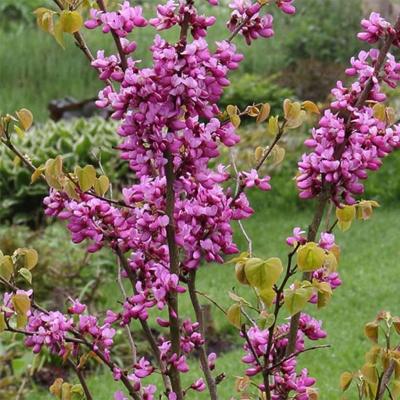 Cercis chinensis Avondale - Arbre de Judée (Floraison)