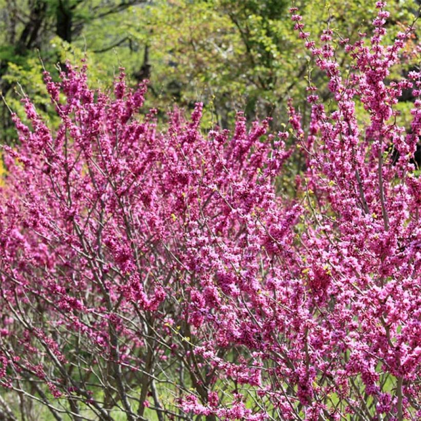 Cercis chinensis Avondale - Arbre de Judée (Port)