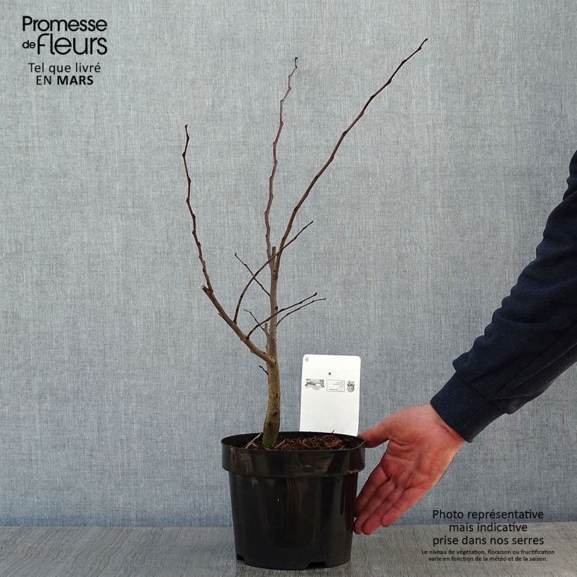 Spécimen de Cercis siliquastrum - Arbre de Judée en pot de 3L/4L tel que livré en hiver