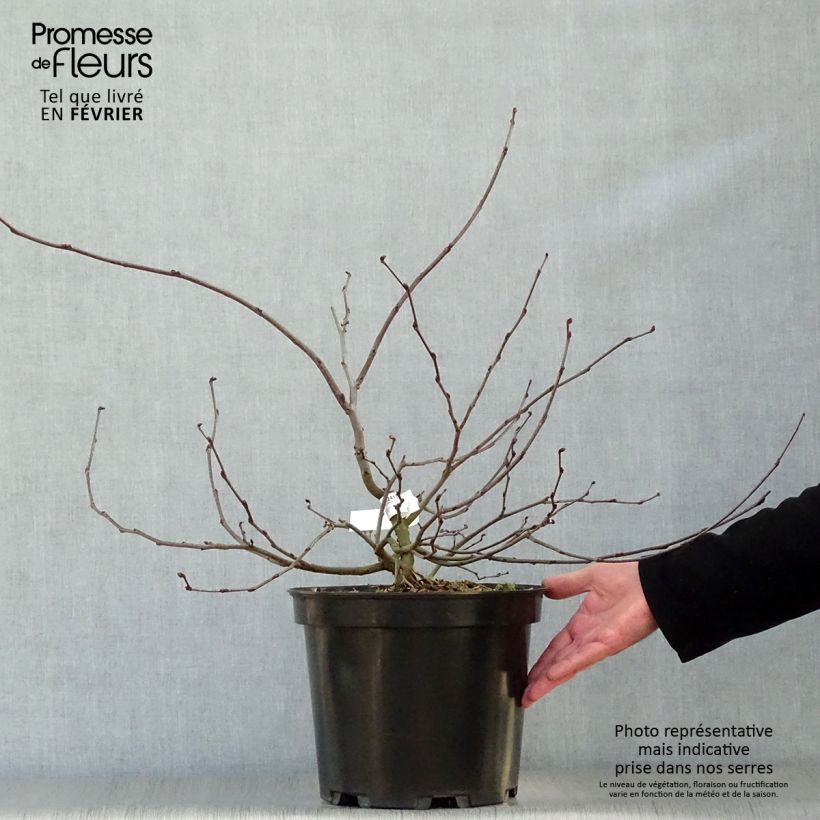 Spécimen de Cercis siliquastrum - Arbre de Judée en pot de 7,5/10L tel que livré en hiver