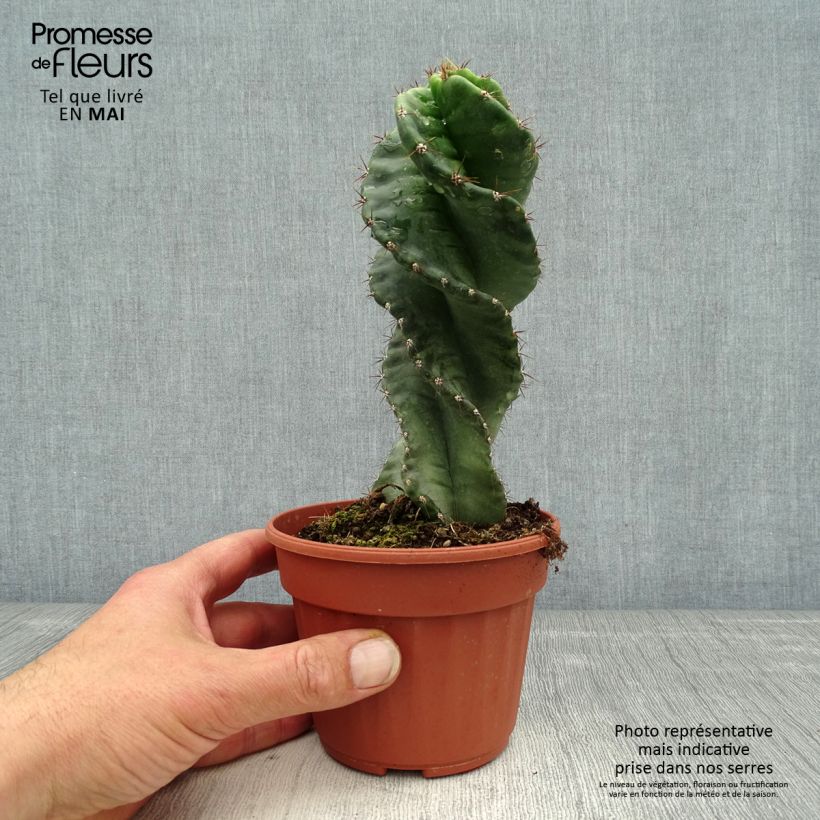 Spécimen de Cereus forbesii Spiralis Pot de 13 cm tel que livré au printemps