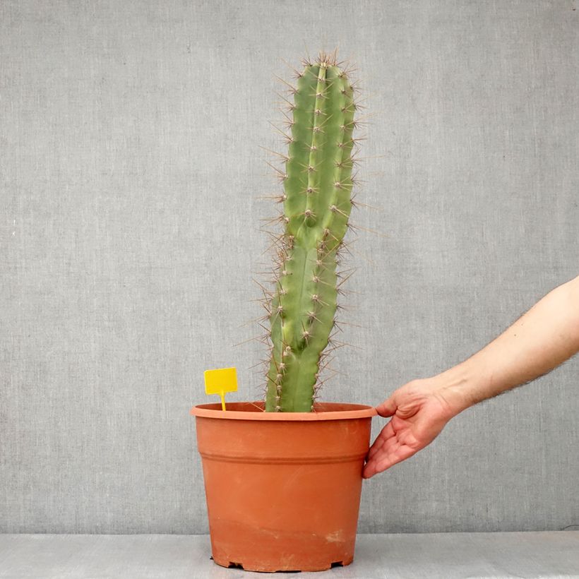 Spécimen de Cereus peruvianus - Cierge du Pérou Pot de 12L/15L tel que livré au printemps