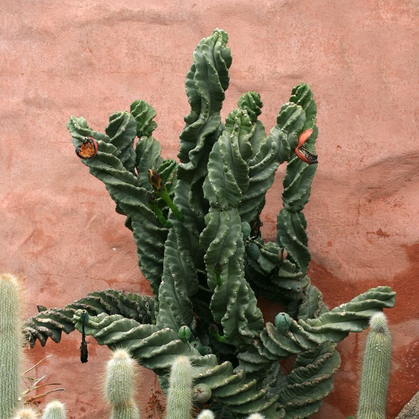 Cereus forbesii Spiralis (Port)