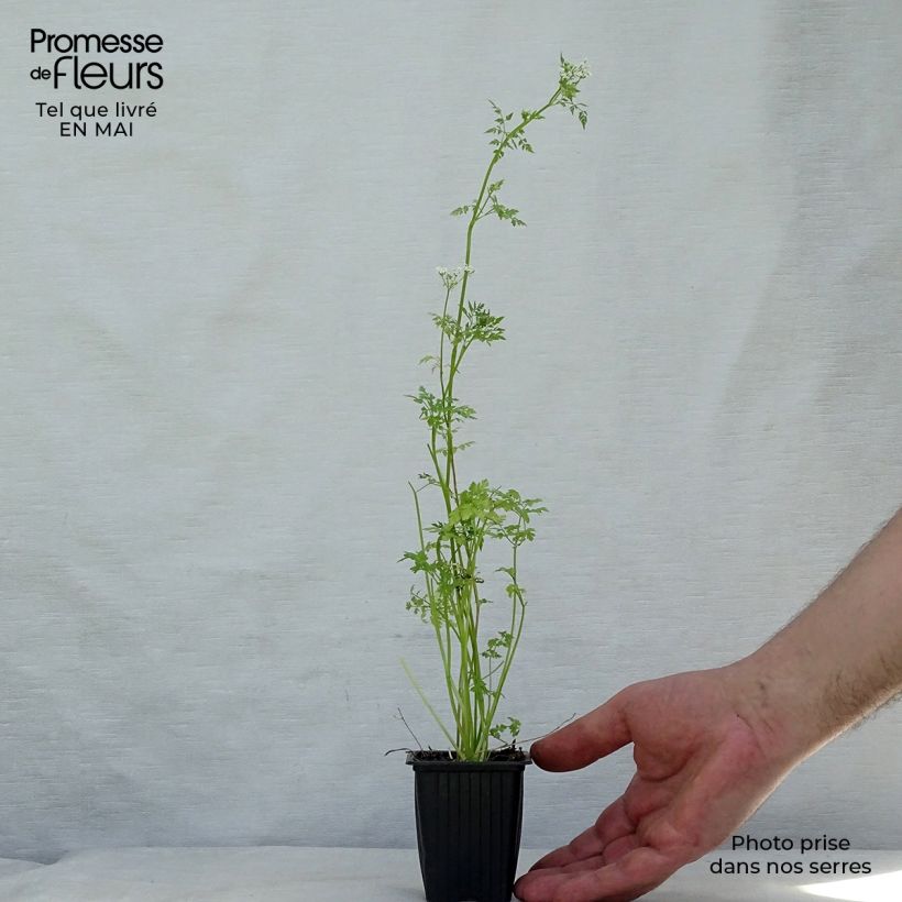Spécimen de Cerfeuil commun en plants - Anthriscus cerefolium tel que livré au printemps